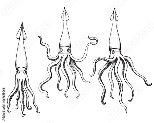 Calamari seafood hand drawn vector illustration with engraving on isolated background. Set with sea mollusks Squid with tentacles, cephalopods, delicacy, fishing industry. For print, label, card, logo