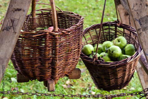 Two wooden basket with green apples hanging on step ladder in garden, fall harvest, green grass as background. Czech republic, Machov. photo