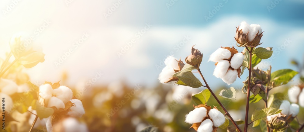 Blossoming organic cotton plant in sustainable field Scientific name Gossypium - obrazy, fototapety, plakaty 