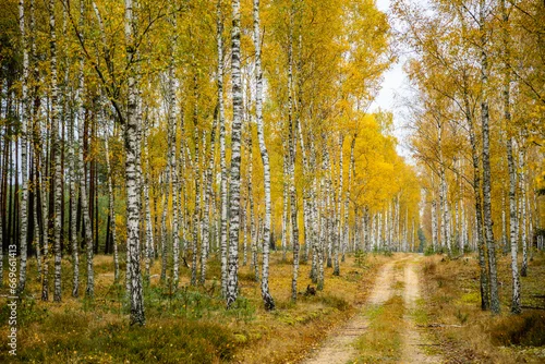 Fototapeta samoprzylepna Jesienny las brzozowy