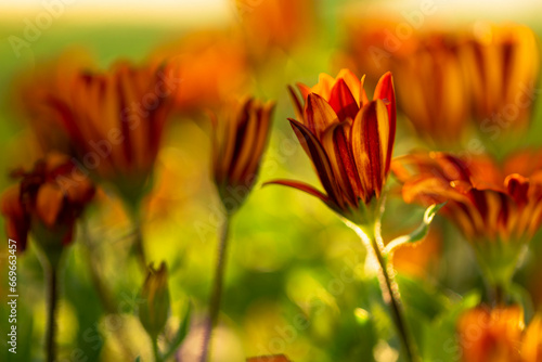 red and yellow flowers