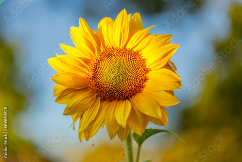 sunflower in the field