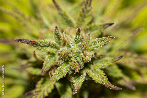 close up of a plant