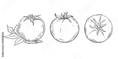 Tomato drawing .Vegetable .Organic Food, sauce, dishes component. Vector illustration.