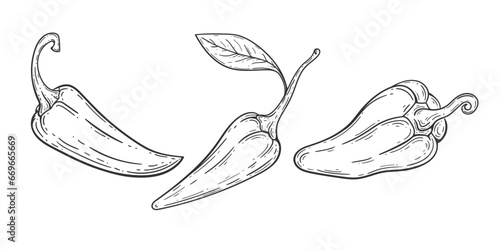 Chili Pepper hand drawing .Hot Mexican pepper. Set of paprika on a white background. Vegetables. Vector illustration . photo
