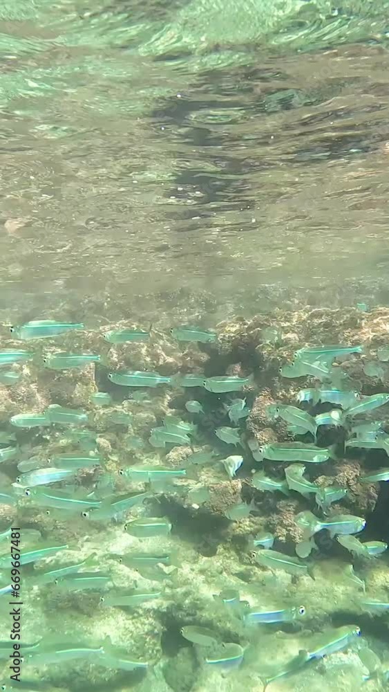 Lots of small fish in the sea under water fish colony, Black sea wildlife scene. Massive school of sprat fish swims in the blue water in sun rays Backlighting Lots of small fish in the sea under water fish colony, Black sea wildlife scene. Massive school of sprat fish swims in the blue water in sun rays Backlighting