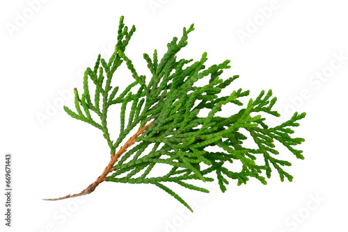 a twig of thuja on a white isolated background