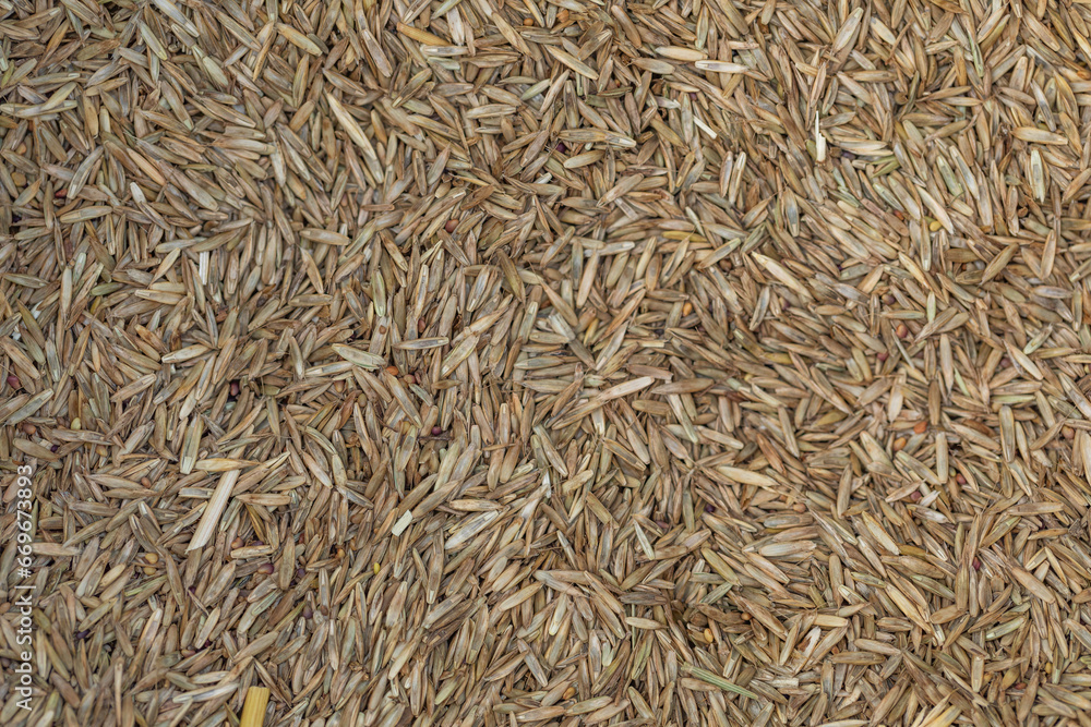 Lawn grass seed background, top view. Dry lawn grass seeds, background, texture, top view. Pile of lawn grass seeds. Background from lawn grass seeds, texture. Lawn grass seed background, top view. Dry lawn grass seeds, background, texture, top view. Pile of lawn grass seeds. Background from lawn grass seeds, texture.