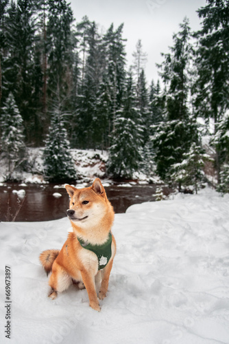 Shiba inu dog on the snowy hill at nature park, Latvia © Julija