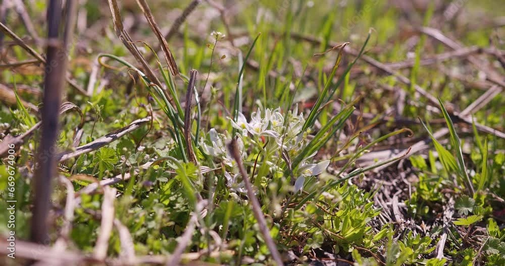 Wilderness Jewel: Garden Star of Bethlehem in Natural Splendor Wilderness Jewel: Garden Star of Bethlehem in Natural Splendor