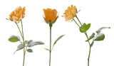 bright small three orange roses on white