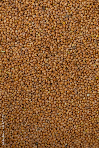 Buckwheat groats background. 