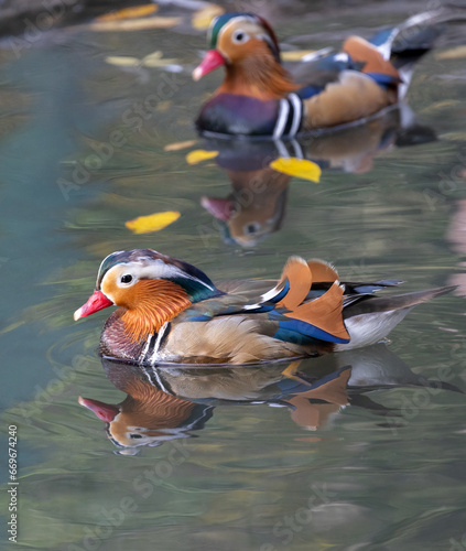 two bright mandarin ducks in water