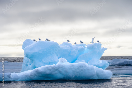 Black-Legged Kittiwake gulls perched on an iceberg floating in the arctic ocean against a stormy gray sky 