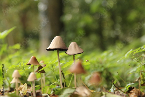 beautiful little mushrooms with a bright green background in a forest in autumn