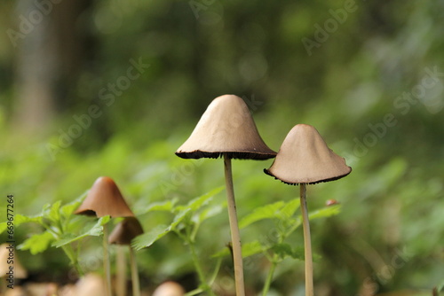 two beautiful coprinellus micaceus mushrooms with a bright green background closeup in a forest in autumn