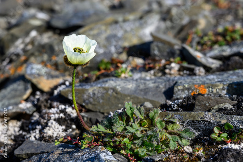 Closeup of pale yellow flowers of arctic poppy, or Svalbard poppy, blooming in rocks in the harsh environment of the arctic
