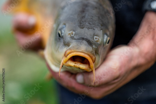 A man holding a big carp fish, his fishing catch, in his hand.