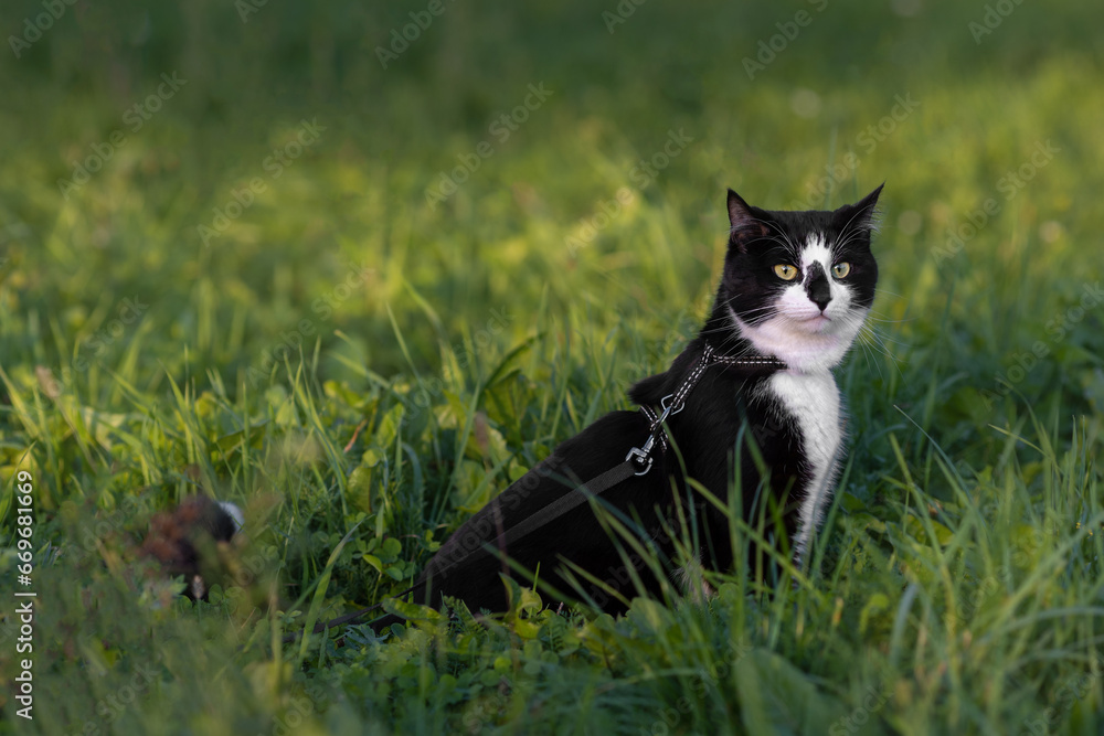 A black and white cat sits in the green grass