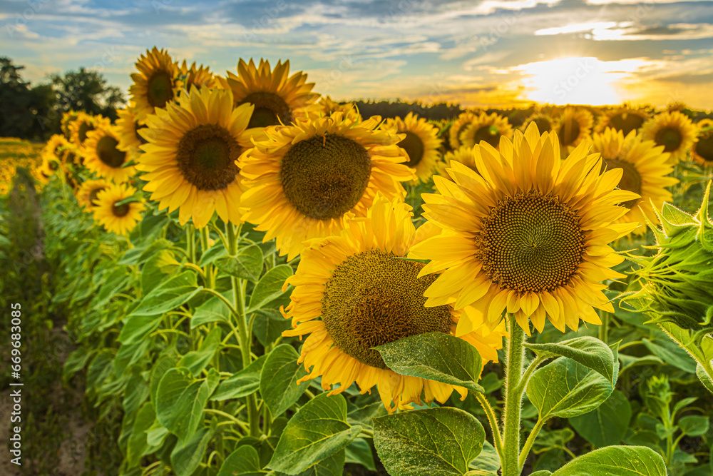 Sunflowers in a field. Detailed shot of a flower in the foreground. Landscape in summer with sunshine in the background. Crops with large yellow open flowers and green leaves and stems.