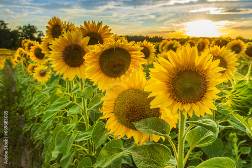 Sunflowers in a field. Detailed shot of a flower in the foreground. Landscape in summer with sunshine in the background. Crops with large yellow open flowers and green leaves and stems.