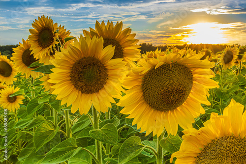 Landscape in summer. Sunflowers in a field. open flowers with yellow petals and green leaves on the stem of the crop. Low sun with clouds in the sky. Asterflower with seeds