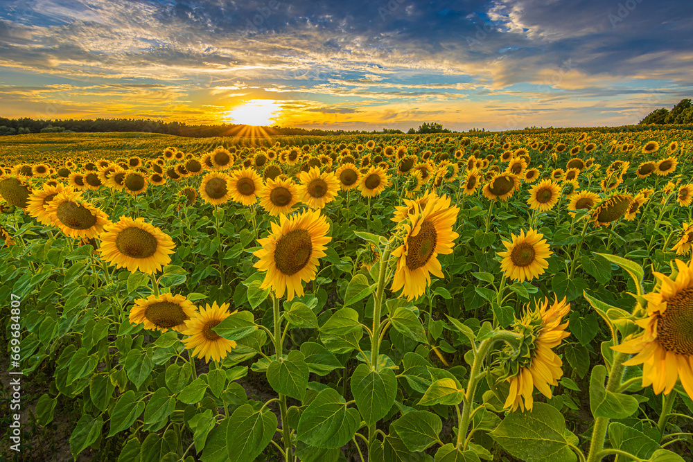 Obraz premium Landscape with sunflowers in summer evening. Field with rows of crops at flowering time in sunshine. Flowers with blossoms of many sunflowers. yellow petals of flower with green leaves and stems