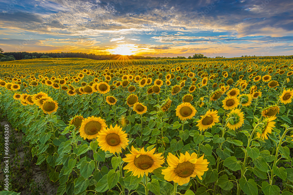 Obraz premium Sunset over a field full of sunflowers. Rows of crops in sunshine. Landscape in summer evening. Flowers with blossoms of many sunflowers. yellow petals of flower with green leaves and stems