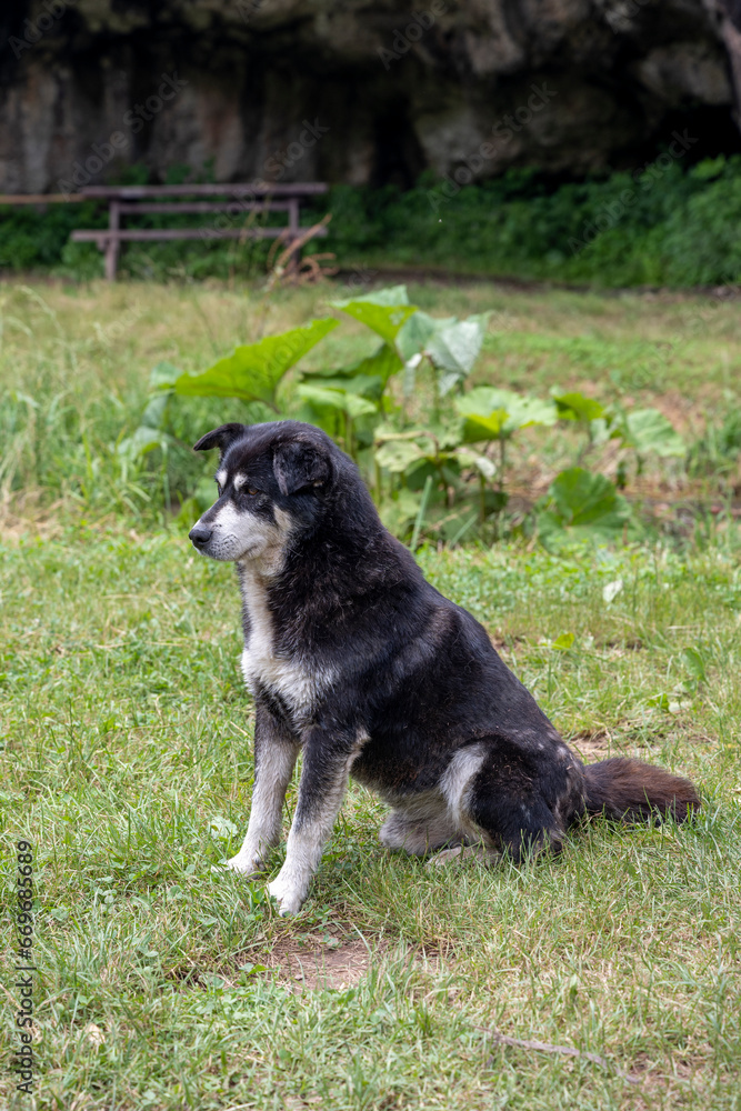 A black and white dog with long hair sits on the grass and poses for the photographer.