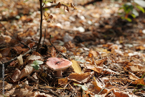 Lonely russula mushroom with red cap growing in the forest in fertile soil among dry leaves, pinetree needles and other vegetation