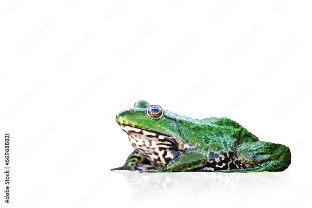 Fototapeta premium frog isolated on white background