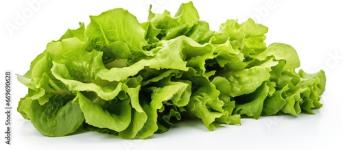Isolated lettuce salad on white background