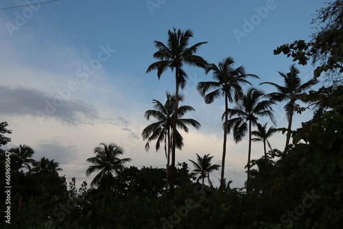 palm trees at sunset