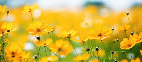Park filled with yellow cosmos flowers © AkuAku