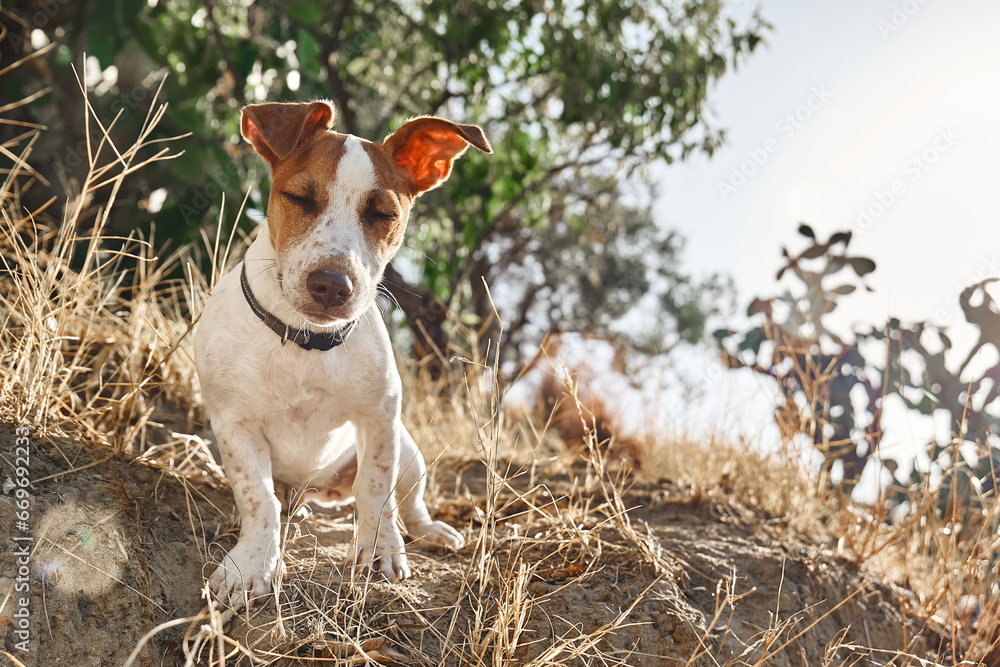 Funny Jack Russell Terrier enjoying silence in nature with closed eyes. Traveling with dog in autumn mountains. Hiking with a pet.