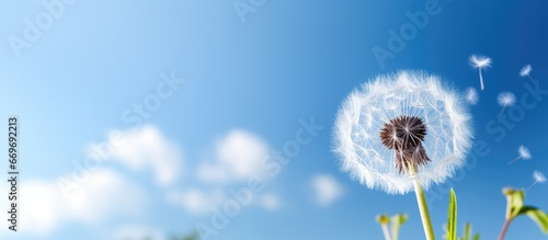 A sunny summer sky with a fluffy dandelion