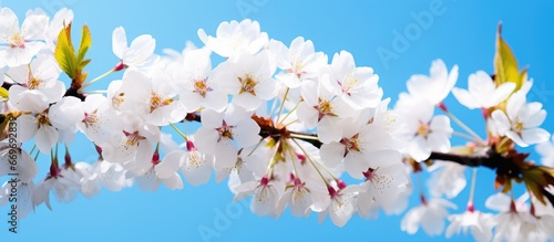 Cherry blossoms bloom in a garden under a blue sky © AkuAku