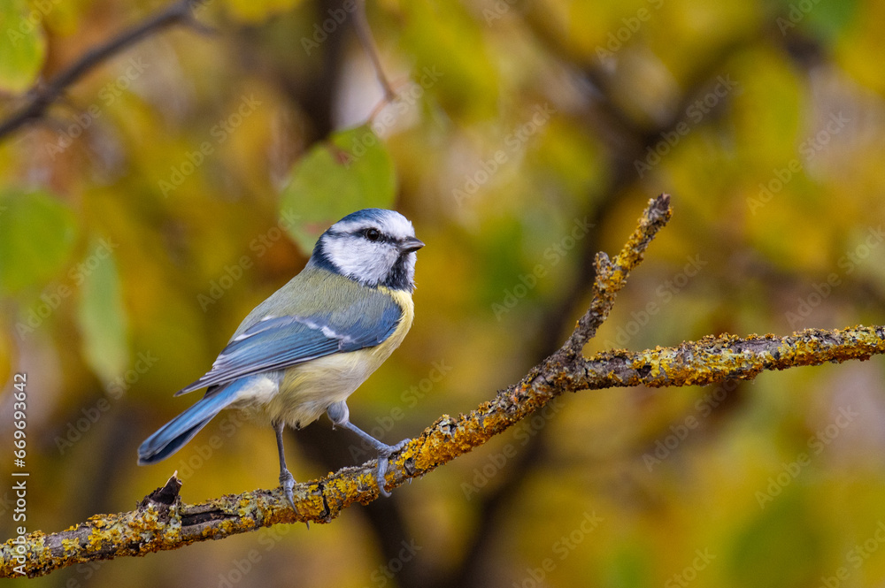 Bird Eurasian blue tit Cyanistes caeruleus in the wild. Songbird Bird Eurasian blue tit Cyanistes caeruleus in the wild. Songbird