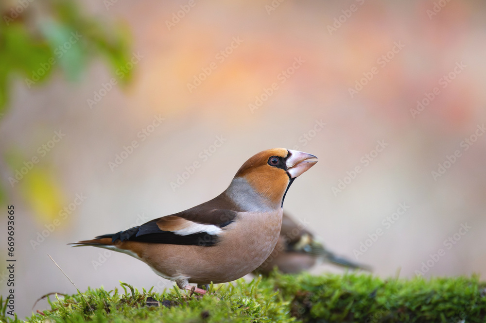 Hawfinch Coccothraustes coccothraustes. Bird beautiful background. Side view Hawfinch Coccothraustes coccothraustes. Bird beautiful background. Side view