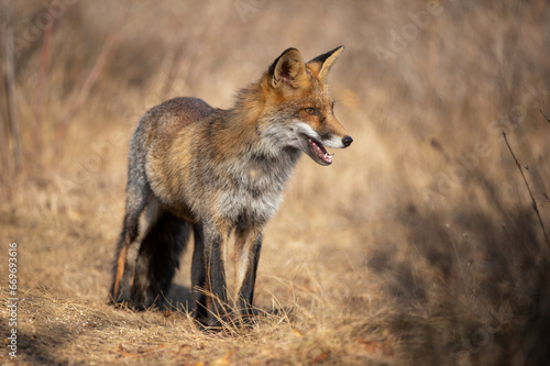 Red fox Vulpes vulpes. Wild fox. Close up. Beautiful background