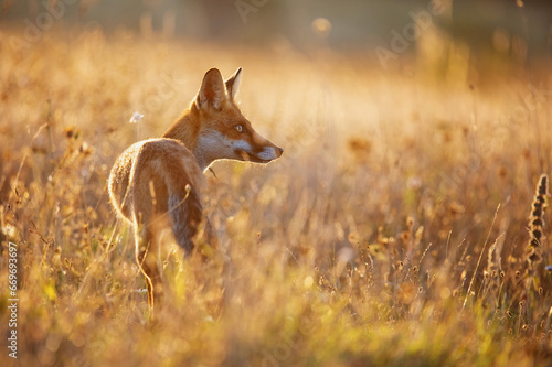 Red fox Vulpes vulpes. A fox in a meadow. Wild young fox © Tatiana