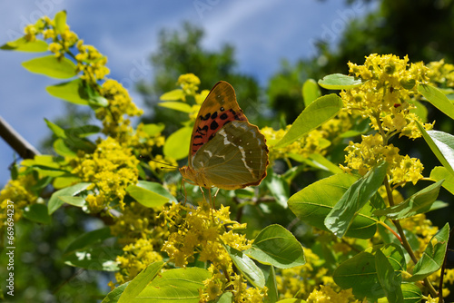 butterfly on a flower