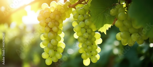 Vineyard contains green grapes