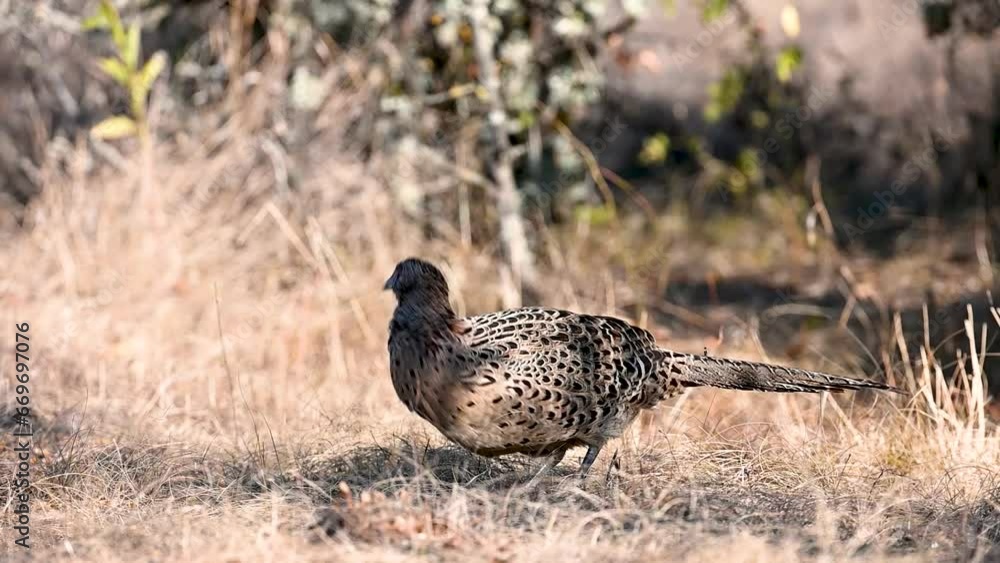 Pheasant Phasianus colchicus in the wild. Close up. Birds feed in the forest. Slow motion. Pheasant Phasianus colchicus in the wild. Close up. Birds feed in the forest. Slow motion.