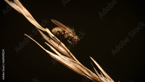 Female fly - in the early morning dew