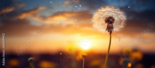 AI depiction of one dandelion at sunset with seeds