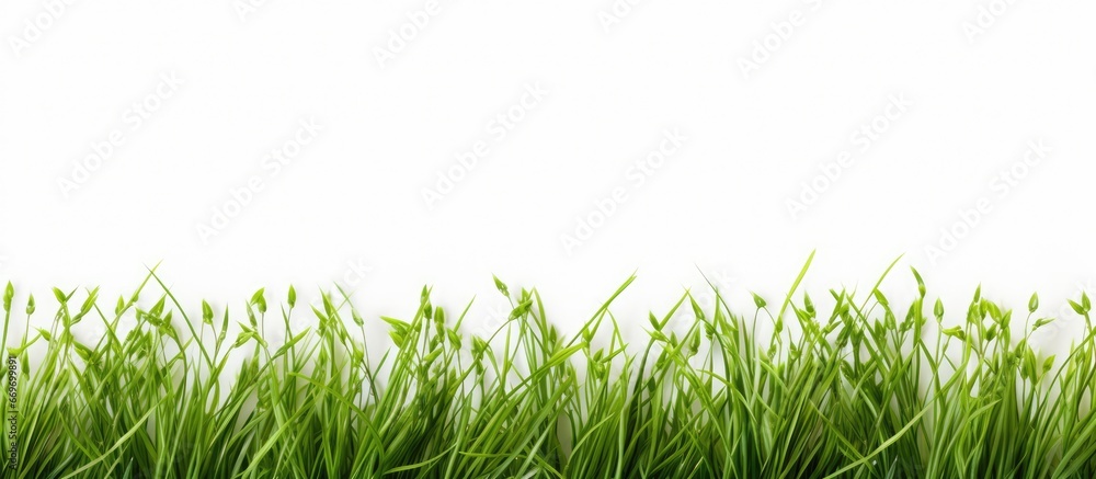 Tiny blades of grass make excellent wallpapers Tiny blades of grass make excellent wallpapers