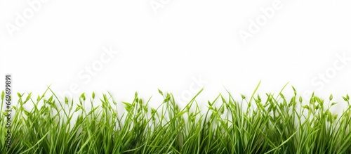 Tiny blades of grass make excellent wallpapers