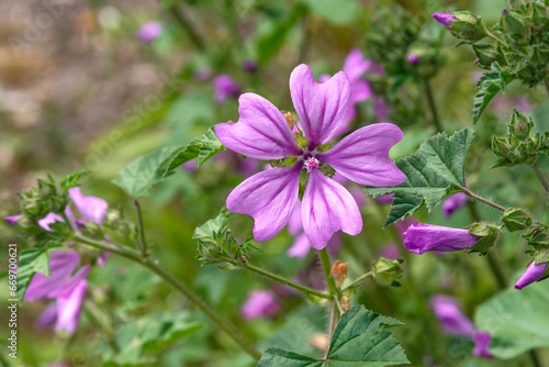 Pink flower Mallow (Malva Sylvestris) in the garden. Medicinal plant. Green background of nature.