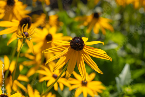 Sonnenhut (Echinacea) photo